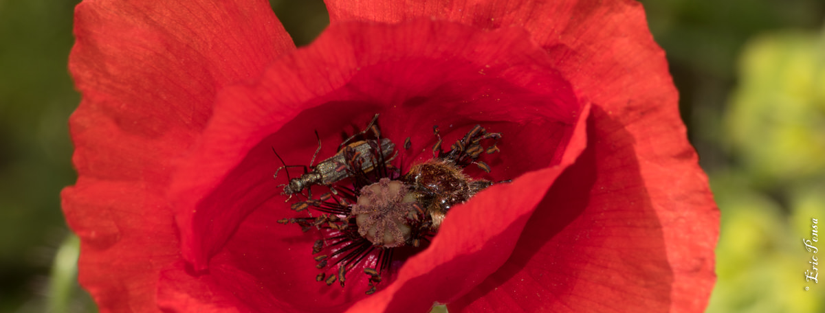 Deux coléoptères dans une fleur de Coquelicot