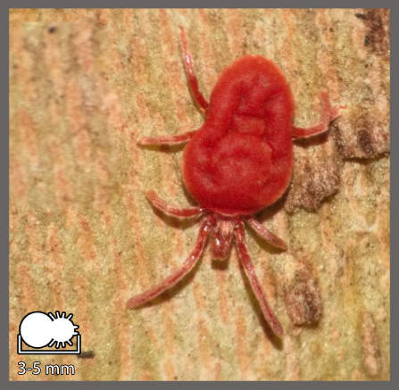 Trombidium et Allothrombium