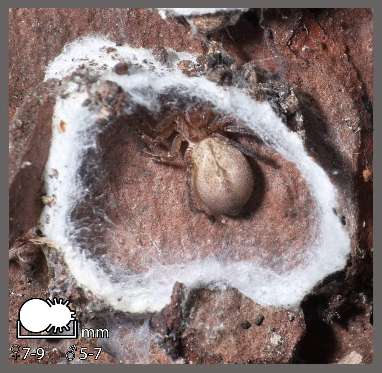 Anyphaena alboirrorata Anyphaena alboirrorata Identifier un arachnide