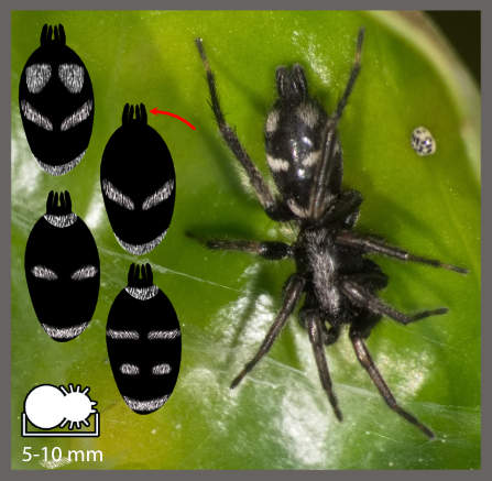 Aphantaules et Poecilochroa - Aphantaulax ou Poecilochroa