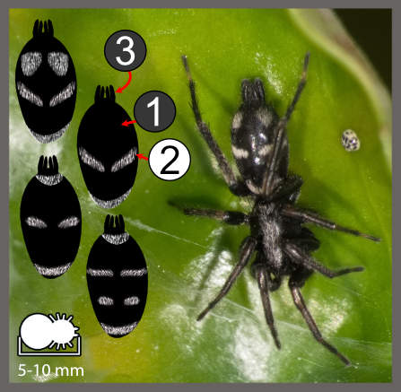 Aphantaulax ou Poecilochroa