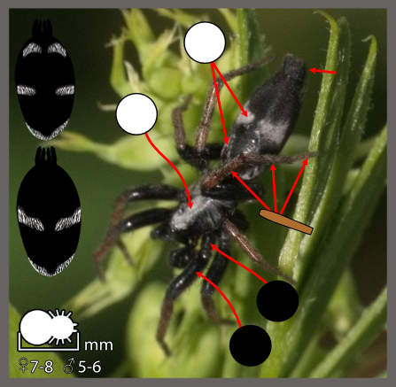 Aphantaule à trois bandes - Aphantaulax trifasciata