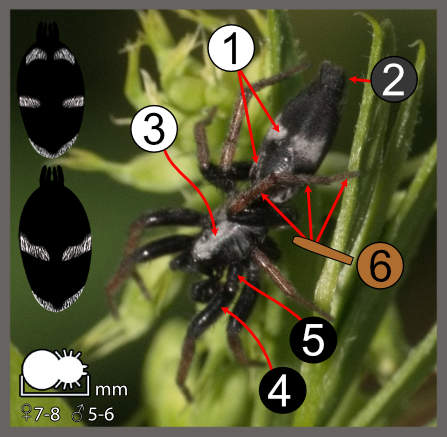 Aphantaulax trifasciata