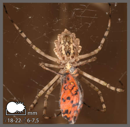 Argiope lobata