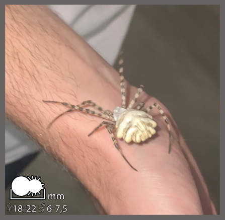 Argiope lobée