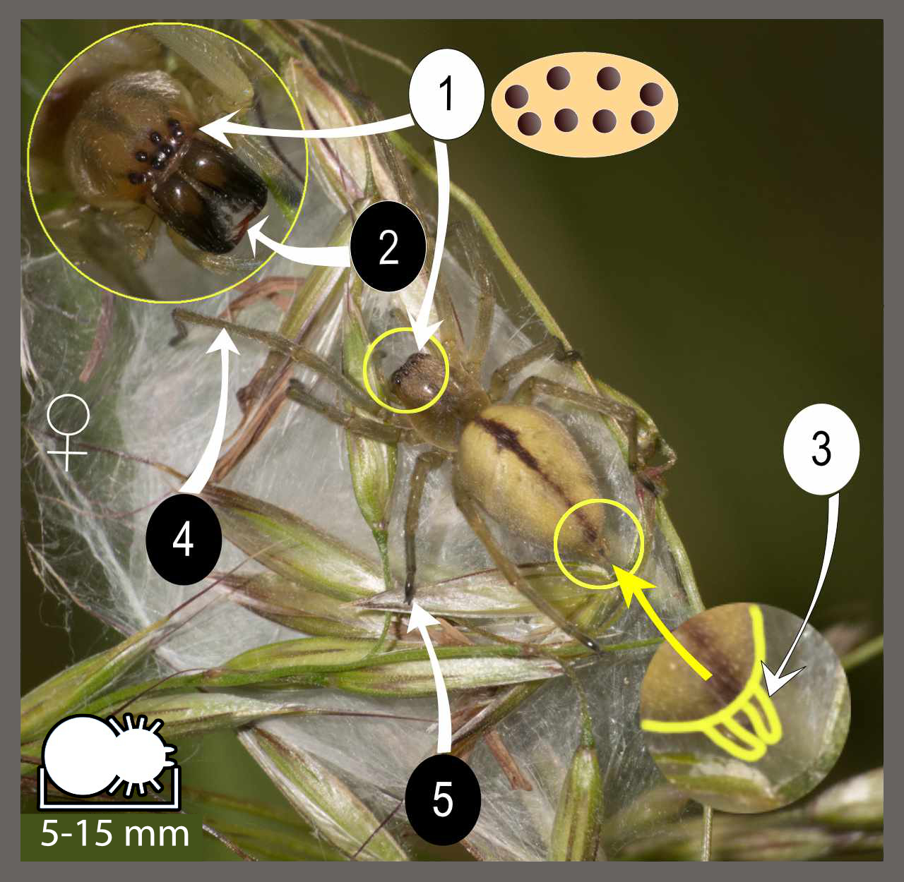 Charante Insect Chiracanthes - Cheiracanthium sp. | Identifier un arachnide