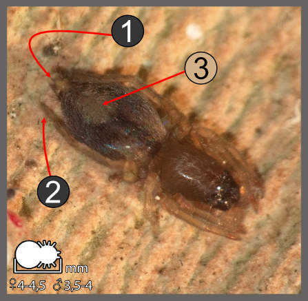 Porrhoclubiona leucaspis