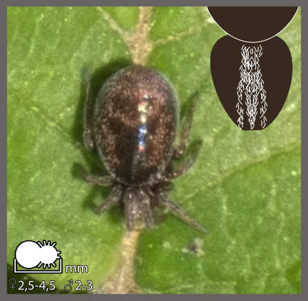 Dictyna arundinacea-uncinata - Dictyna arundinacea-uncinata