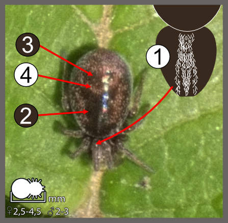 Dictyna arundinacea-uncinata