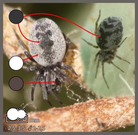 Dictyne cachée - Brigittea latens