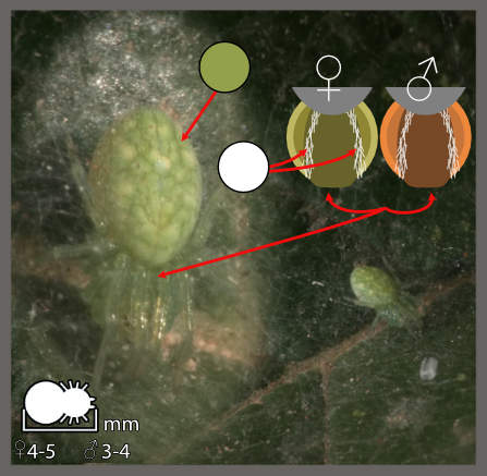 Dictyne verte - Nigma walckenaeri