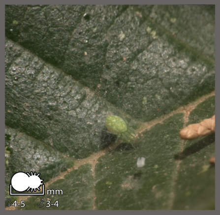 Dictyne verte