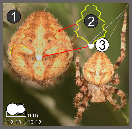 Araneus angulatus