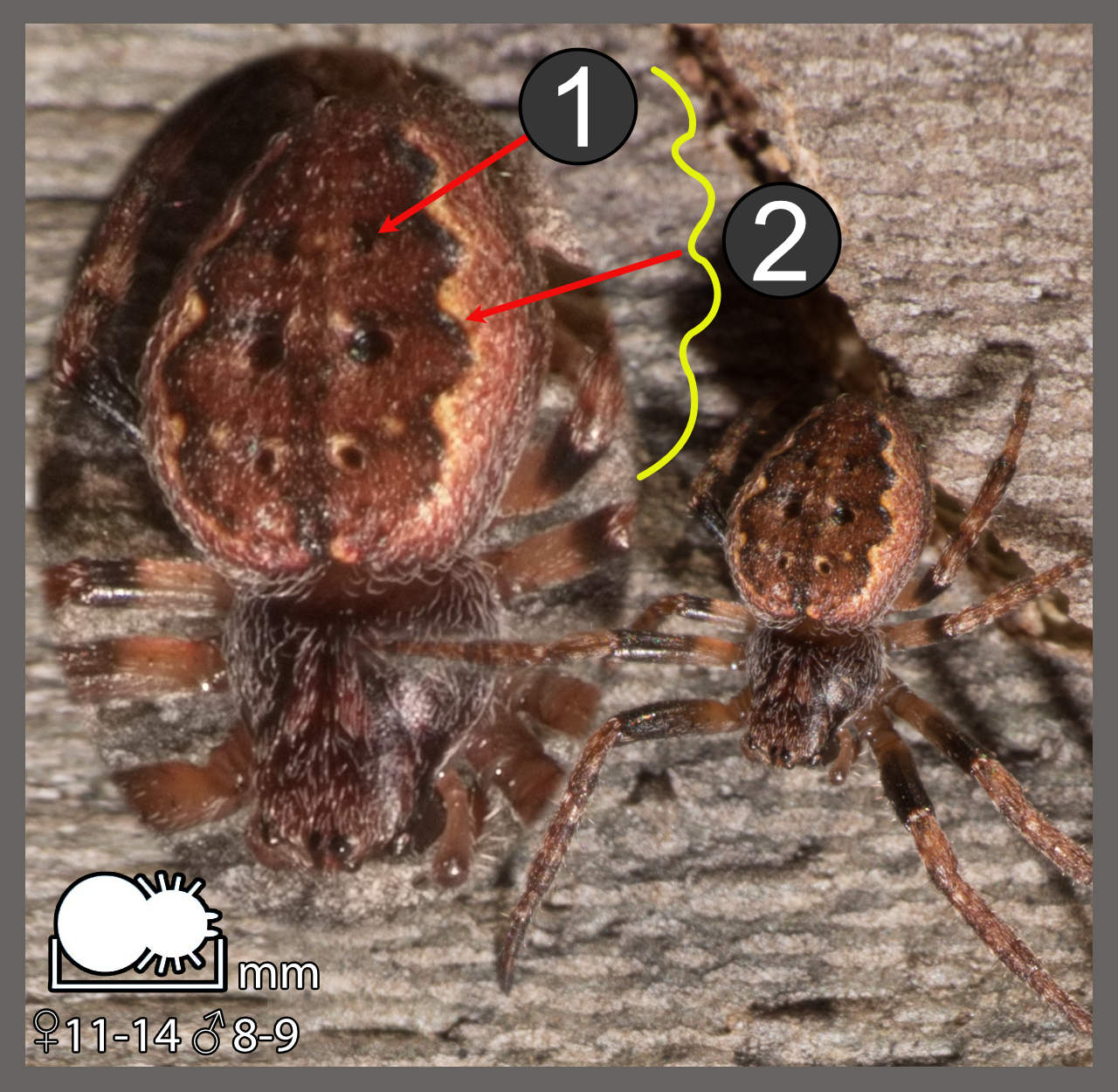 Fissures Insect Épeire des fissures - Nuctenea umbratica | Identifier un arachnide