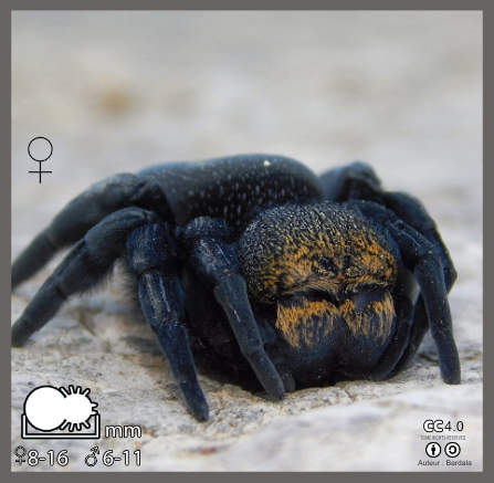 Érèse coccinelle