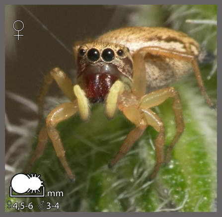 Heliophanus tribulosus