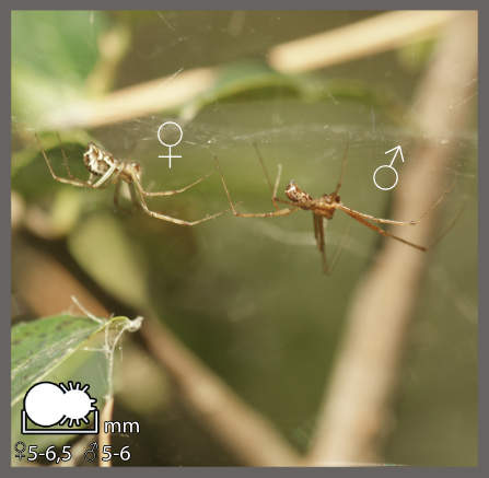 Linyphie triangulaire