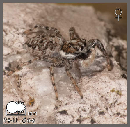 Menemerus semilimbatus