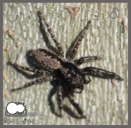 Menemerus taeniatus