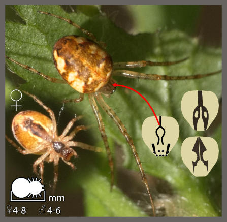 Metellina segmentata - Metellina segmentata