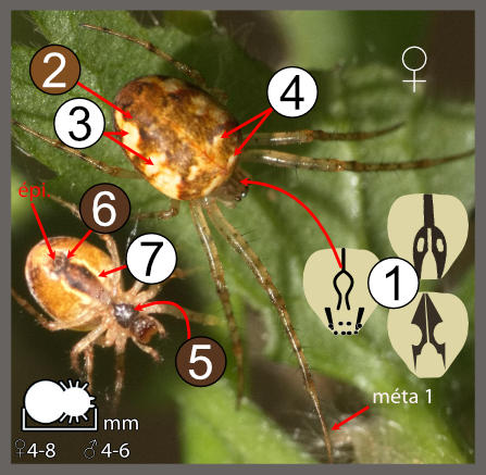Metellina segmentata