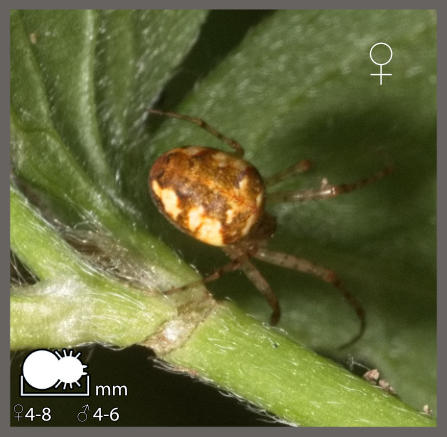 Metellina segmentata