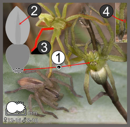 Micrommata sp.