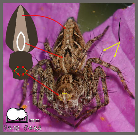 Araignées-lynx - Oxyopes sp.