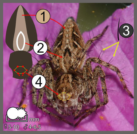 Oxyopes sp.