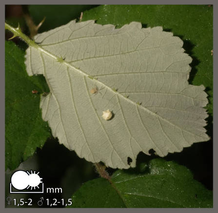 Paidiscura pallens