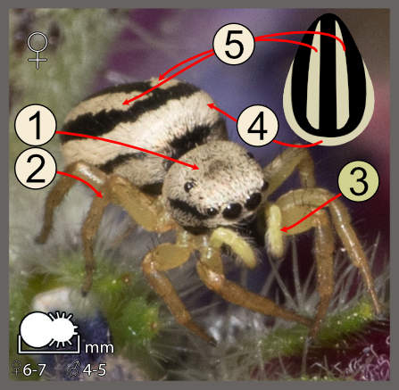 Heliophanus melinus
