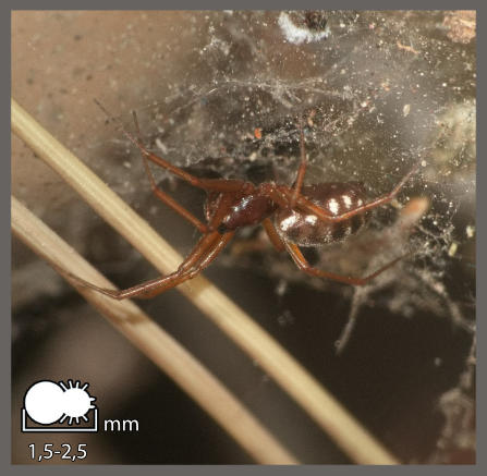 Tenuiphantes sp.
