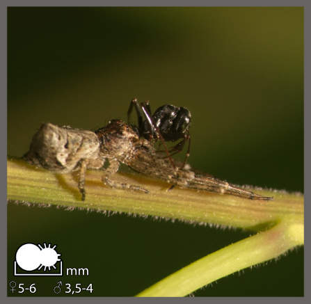Tmarus