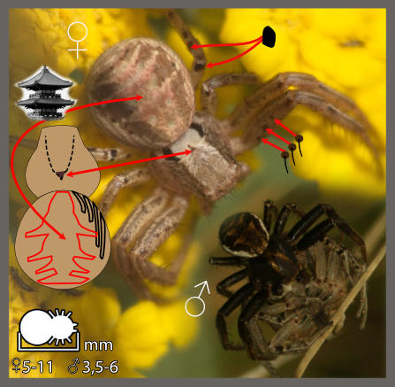Xysticus cristatus-kochi - Xysticus cristatus-kochi