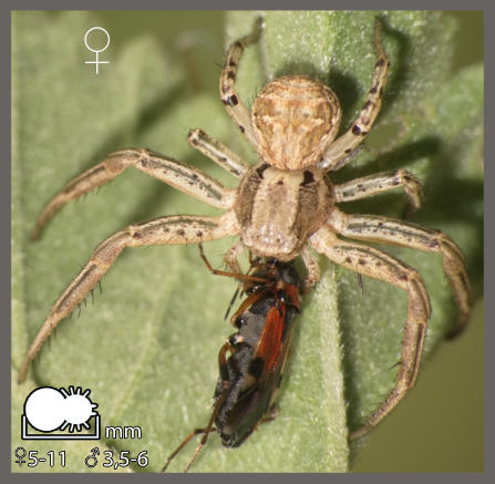 Xysticus cristatus-kochi