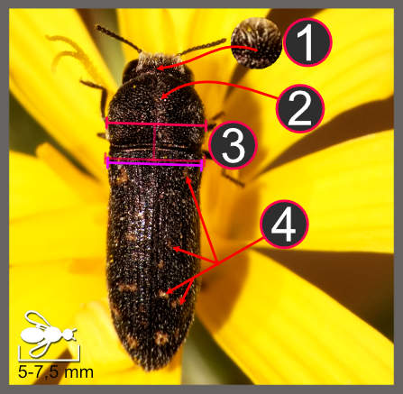 Acmaeoderella adspersula