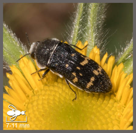 Acmaeoderella flavofasciata