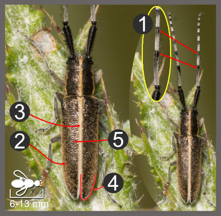 Agapanthia cardui