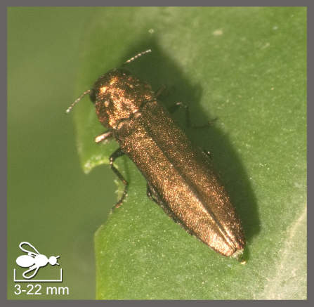 Agrilus - Agrilus sp.