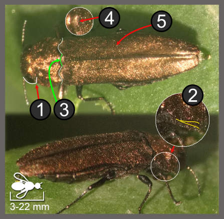 Agrilus sp.