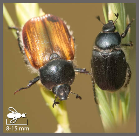 Anisoplies - Anisoplia sp.
