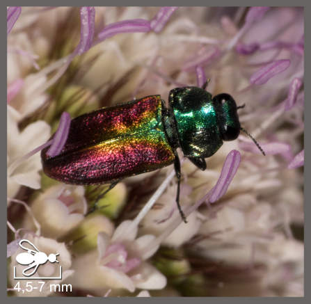 Anthaxie fulgurante