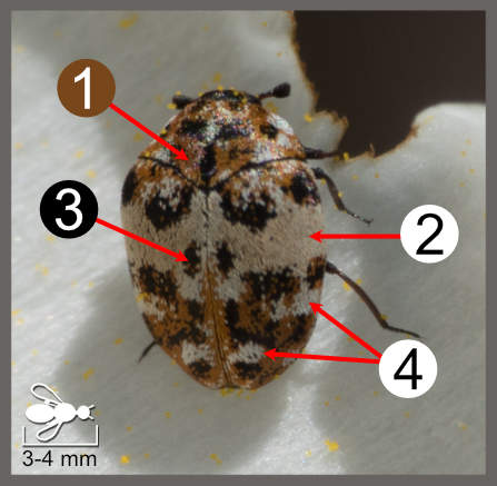 Anthrenus pimpinellae