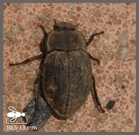 Asida sericea - Asida sericea