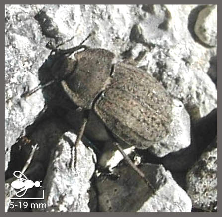 Les Asida et genres proches - Genres Asida, Opatrum et Gonocephalum