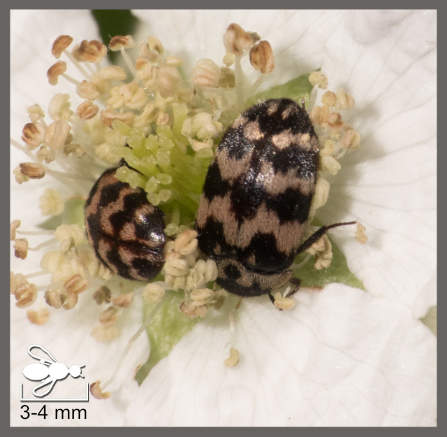 Attagenus trifasciatus