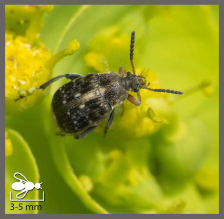 Bruches - Bruchus sp.