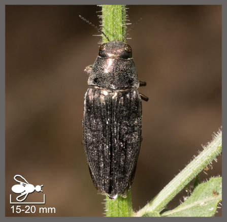 Buprestis haemorrhoidalis