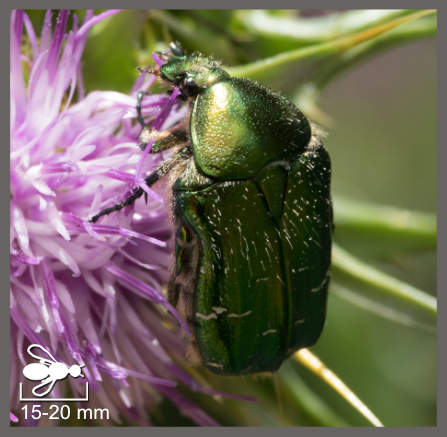 Cetonia aurata