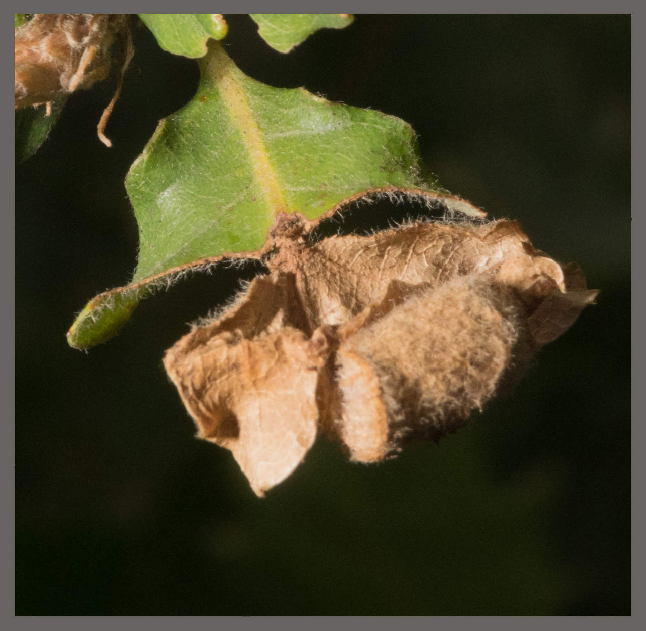 Cigarier du chêne - Attelabus nitens | Identifier un insecte
